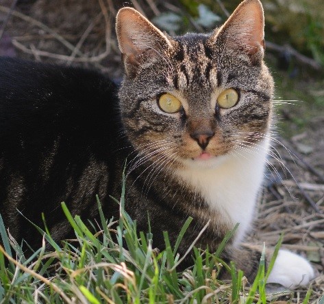 Bob (enkel adoptie op afstand)
