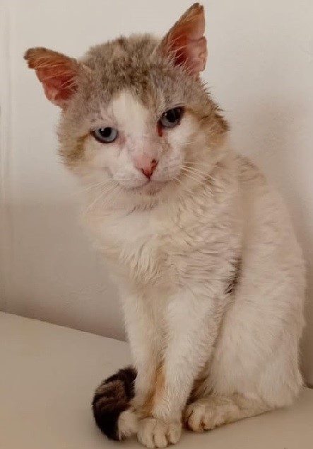 Jodi (nog niet ter adoptie)